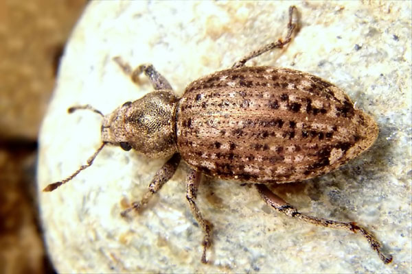 Brachycerinae? No. probabile Asynonychus godmani